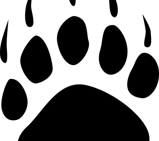 Grizzly Bear Paw | Free download on ClipArtMag