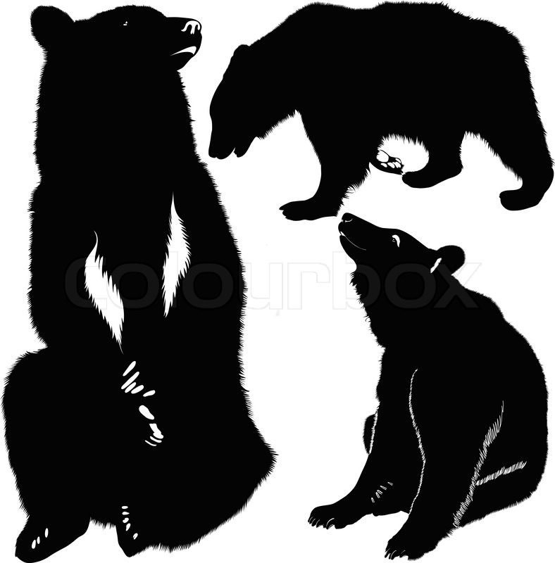788x800 Bears White Brown Animals Stock Vector Colourbox