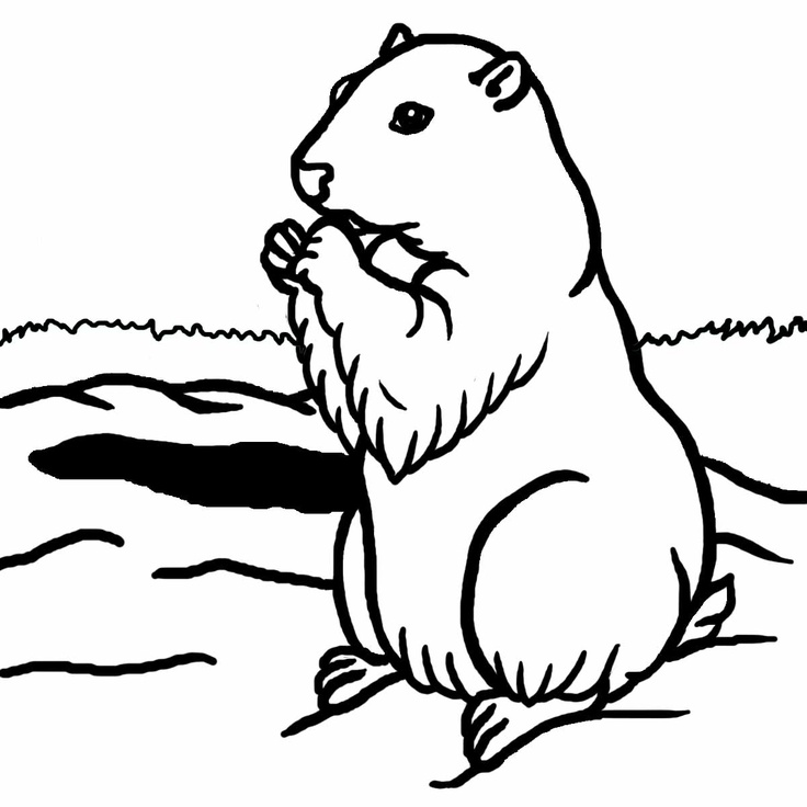 736x736 Groundhog 20clipart Clipart Panda