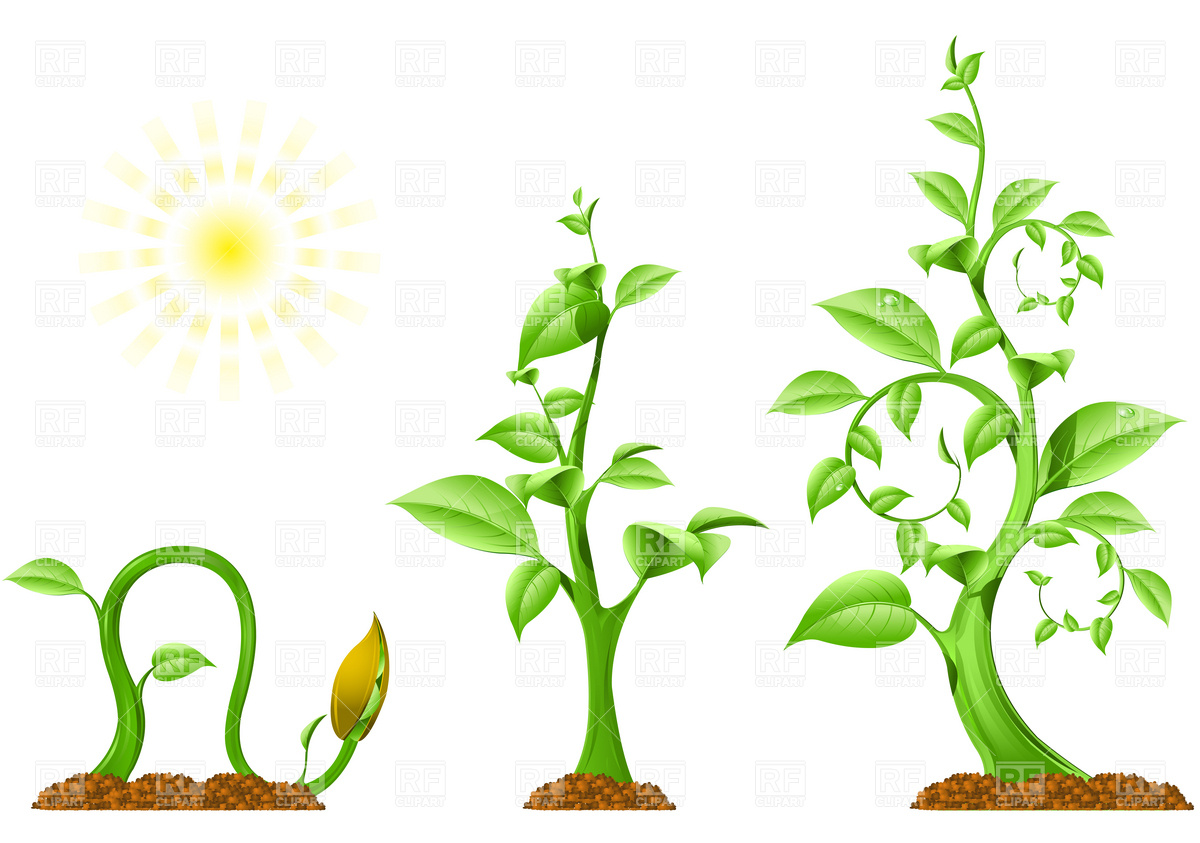 1200x843 Plant Growth Royalty Free Vector Clip Art Image