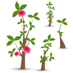 300x300 Plant Growing On Money Illustration Royalty Free Stock Image