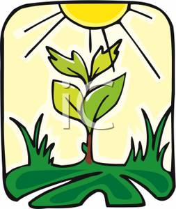 253x300 Art Image A Growing Plant Under A Yellow Sun