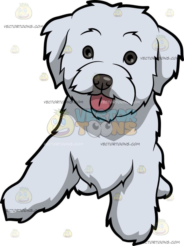 736x983 A Cute Maltipoo Dog