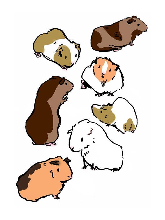 570x760 1828 Best Cavia Beeldjes Images Embroidery, Guinea