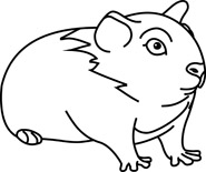 185x155 Search Results For Guinea Pig