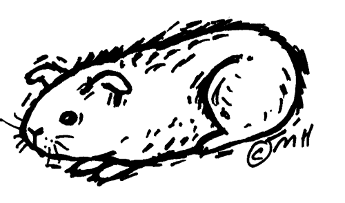 500x294 Top 89 Guinea Pig Clip Art