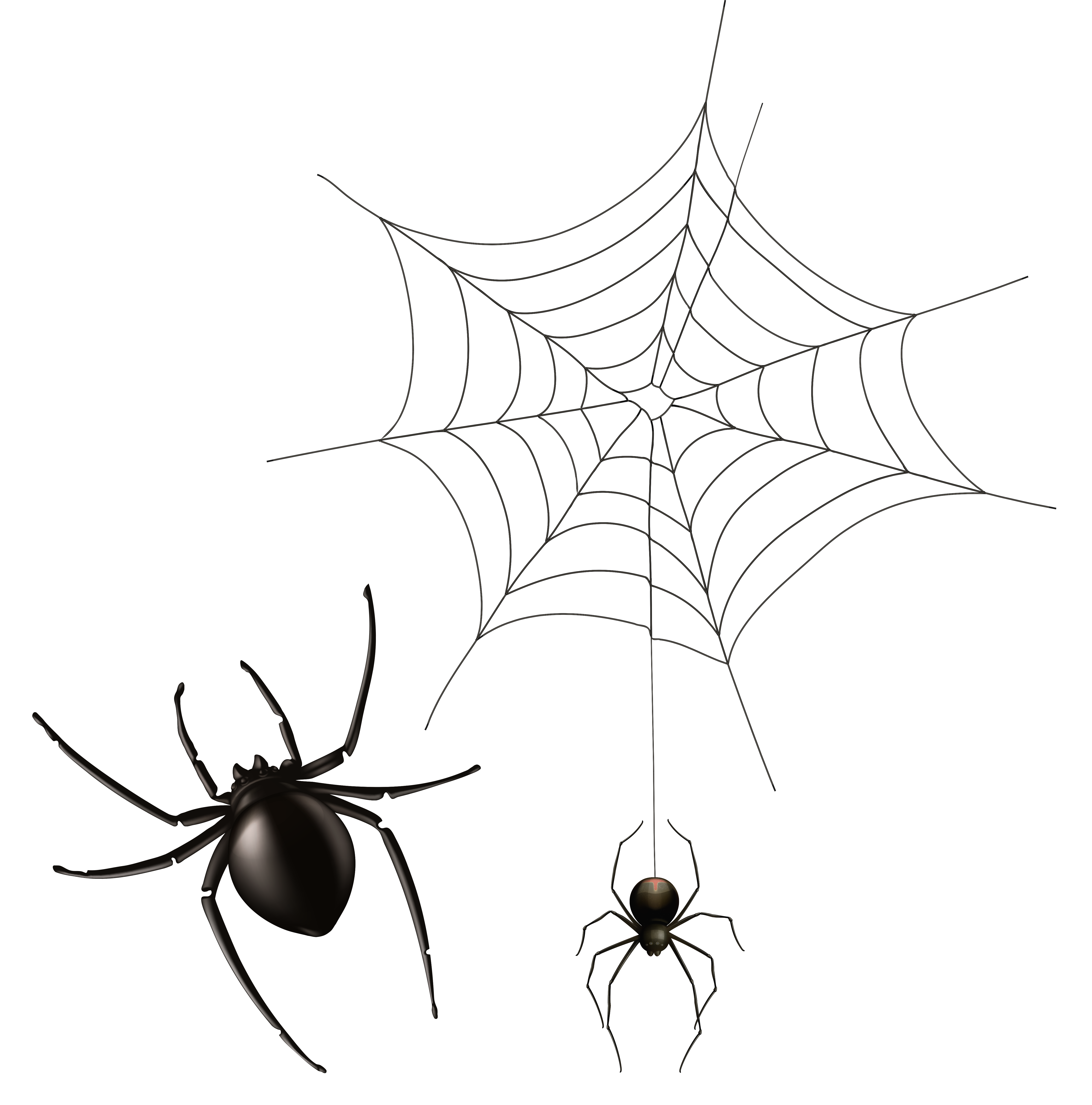 5087x5148 Spider And Cobweb Png Clipart Imageu200b Gallery Yopriceville