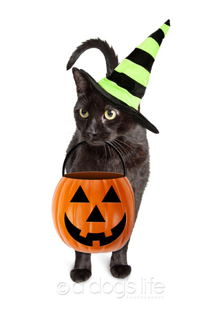 321x450 A Dog's Life Photography By Susan Schmitz Halloween Black Cat