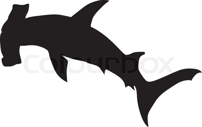 800x504 Vector Hammerhead Shark Stock Vector Colourbox