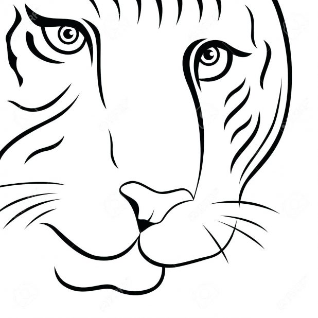 618x618 Part Of Funny Tiger Face Hand Drawing Vector Outline Isolated On
