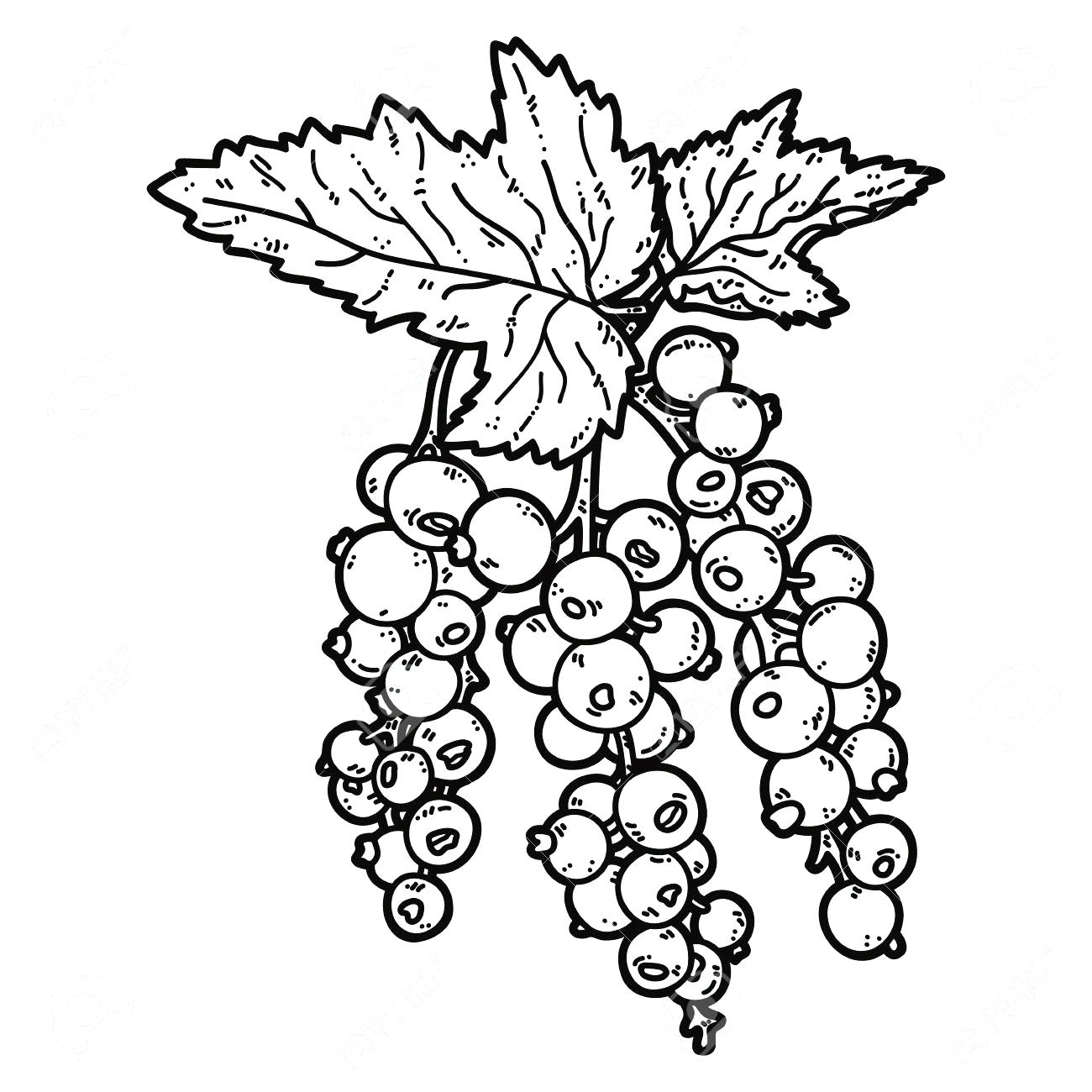 1300x1300 Coloring Pages Enchanting Leaf Outlines. Leaf Outline Clipart