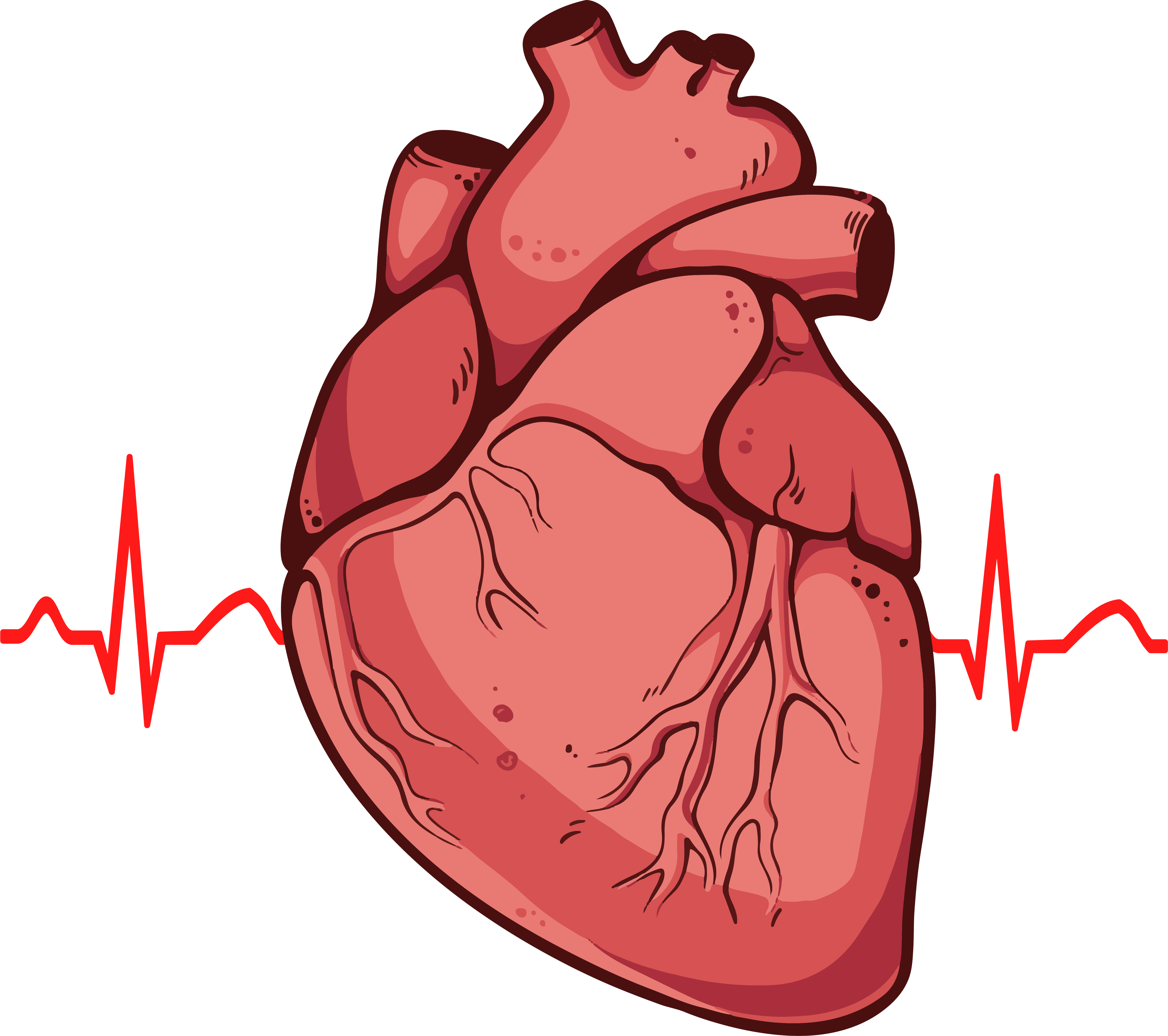 4456x3951 Human Heart Clipart Png