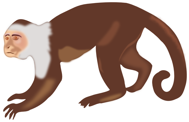 800x517 Monkey Clipart Monkey Animal Clip Art Monkey Photo