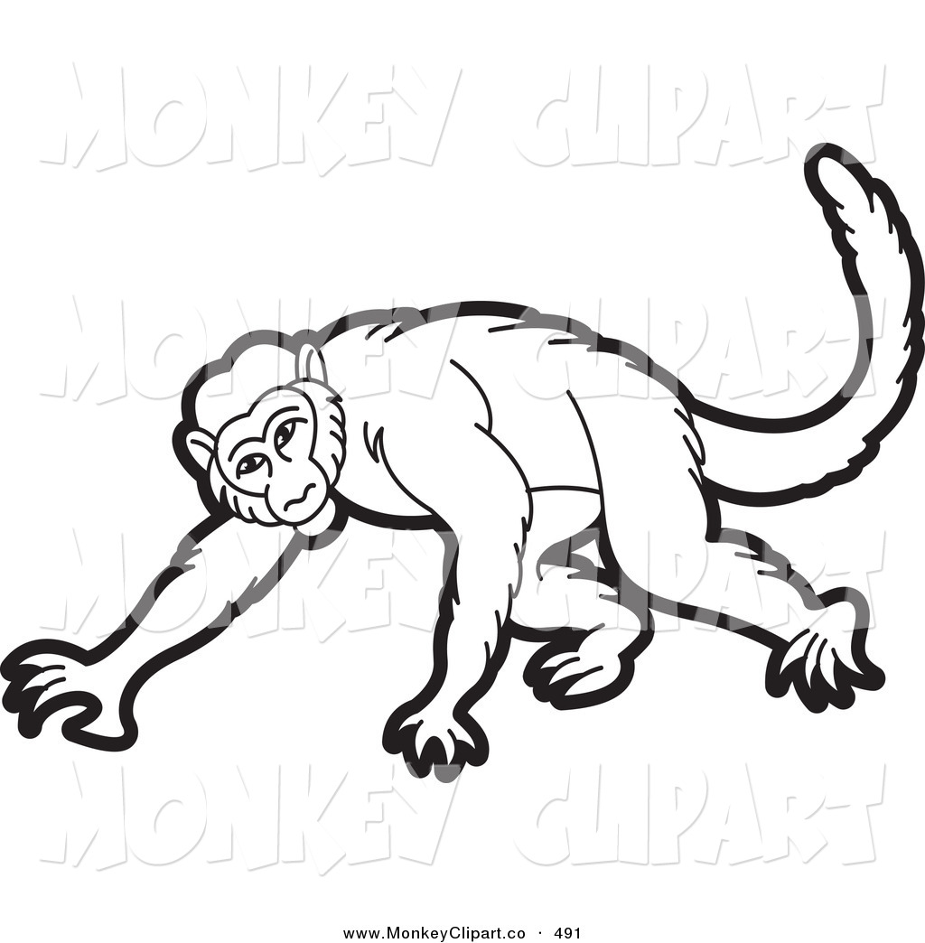 1024x1044 Spider Monkey Clipart Drawn