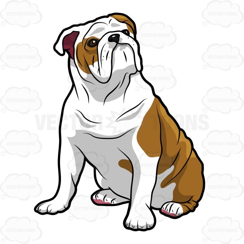 800x800 English Bulldog Sitting And Looking Left Cartoon Clipart