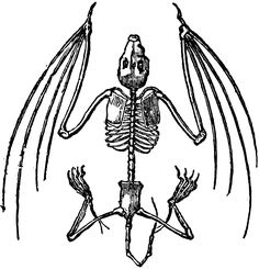 236x245 Antique Images Free Halloween Clip Art Bat Skeleton Illustration
