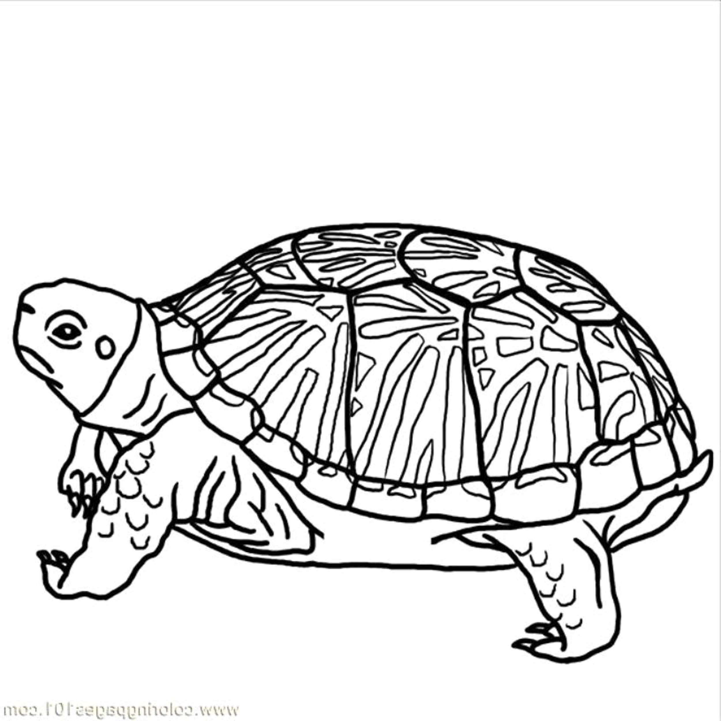 2500x2500 Hard Coloring Pages Of Animals