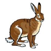168x168 Hare Clip Art Free Clipart Panda