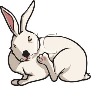 300x284 Hare Clipart Cartoon