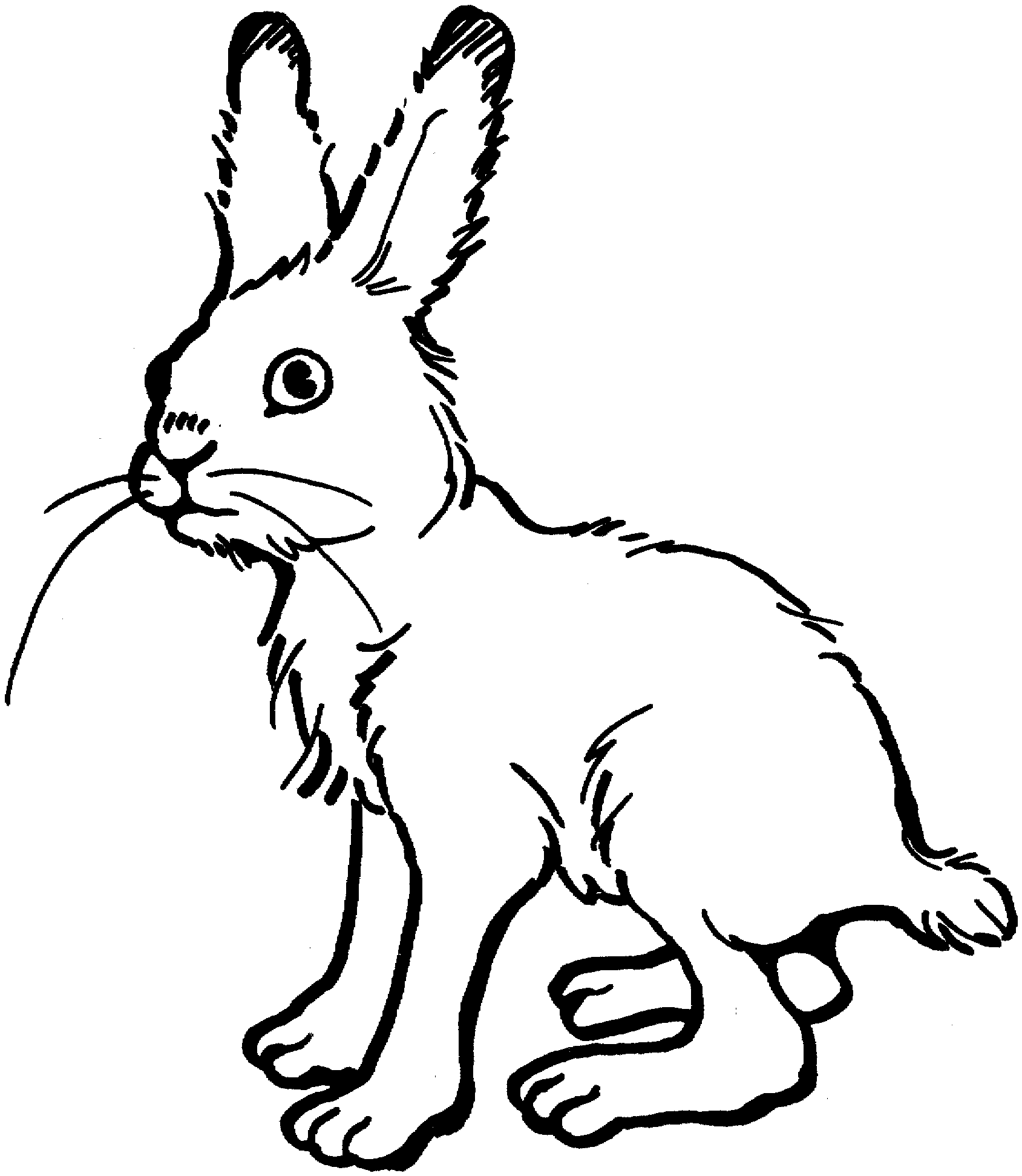 1689x1943 Top 93 Hare Clip Art