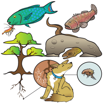 350x350 Symbiosis Clip Art Set By The Painted Crow Teachers Pay Teachers