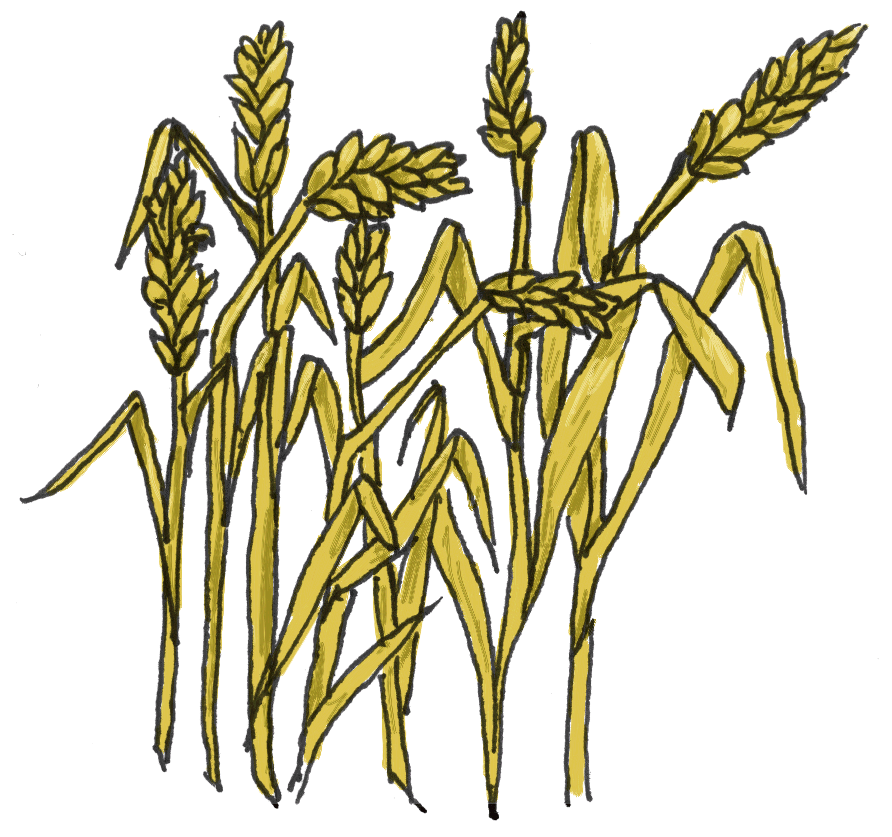 1783x1673 Wheat Harvest Clip Art Cliparts