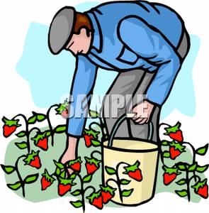 295x300 Harvest Clipart Cartoon