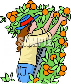297x350 Woman Picking Oranges