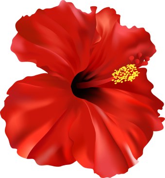 340x367 Hibiscus Flower Clip Art