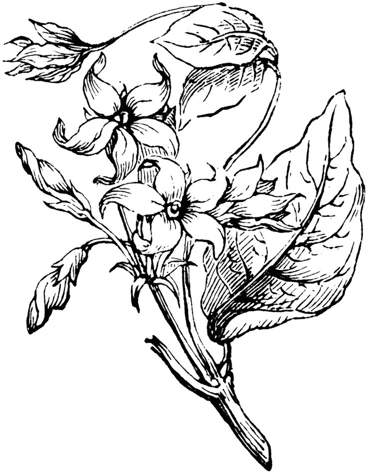 736x945 201 Best Print Room Images Baroque, Fall Fruits