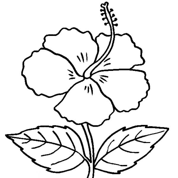 600x600 Flower Coloring Page