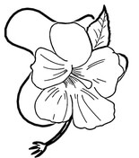 155x176 Hibiscus Coloring Pages Free Coloring Pages