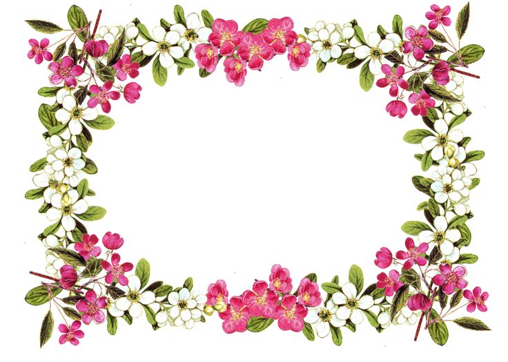 736x525 Flower Border Free Printable Clip Art Borders Digital Flower