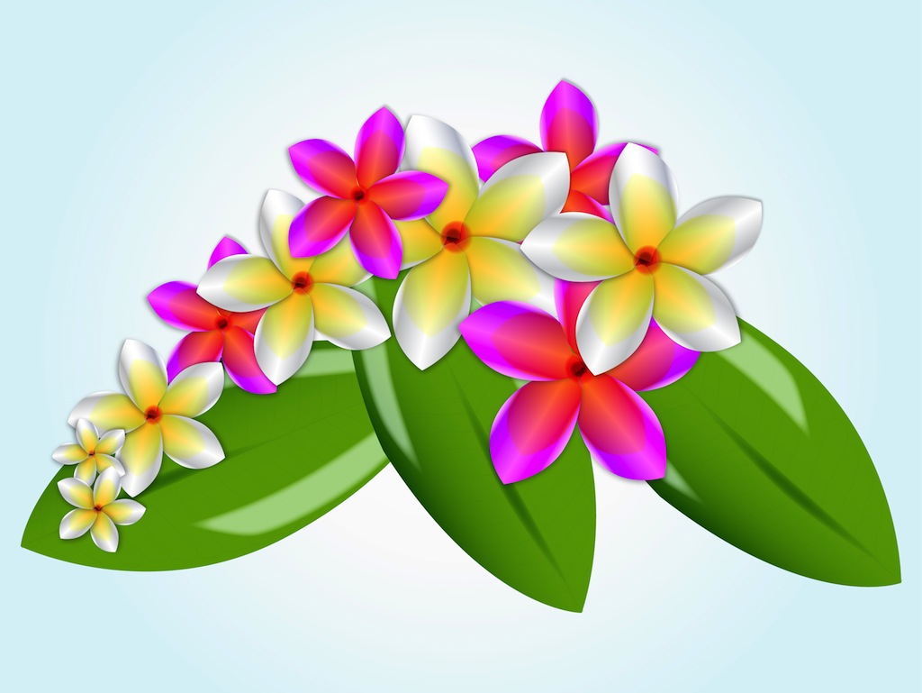 1024x769 Plumeria Clipart Hawaiian Flower