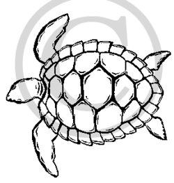 250x263 Hawaiian Sea Turtle Clipart Clipart Panda