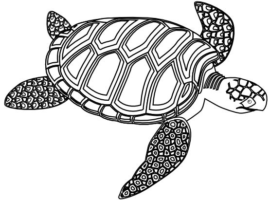 Hawaiian Turtle Outline | Free download on ClipArtMag