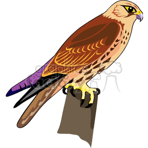 300x300 Royalty Free Hawk On Perched On A Fence Post 130456 Vector Clip