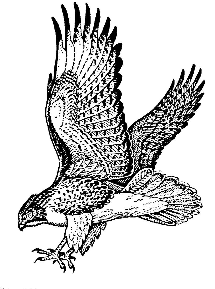 830x1116 Best Hd Hawk Clip Art Black And White Cdr Free Vector Art