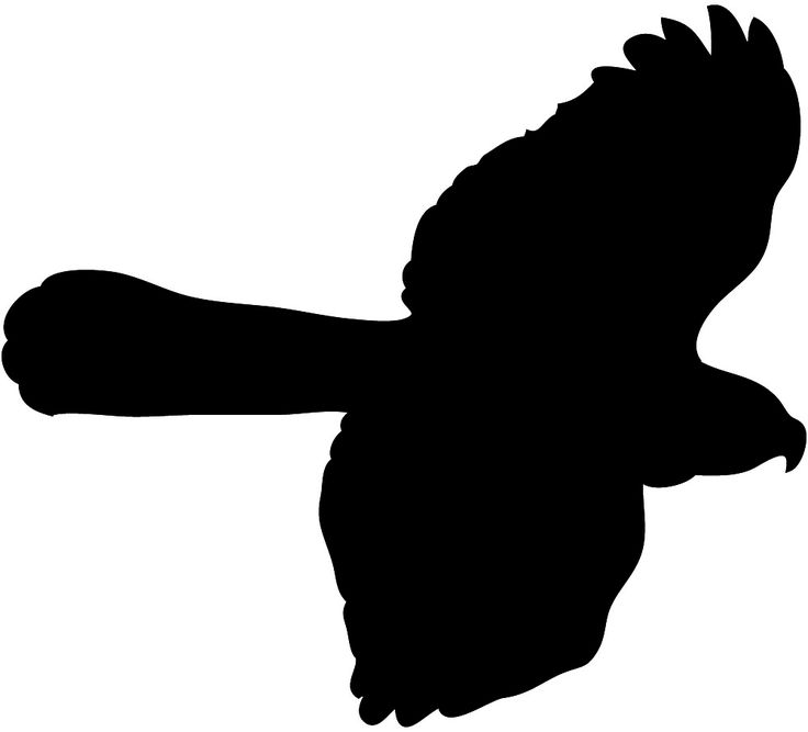 736x667 Best Hawk Silhouette Ideas Red Tail Hawk