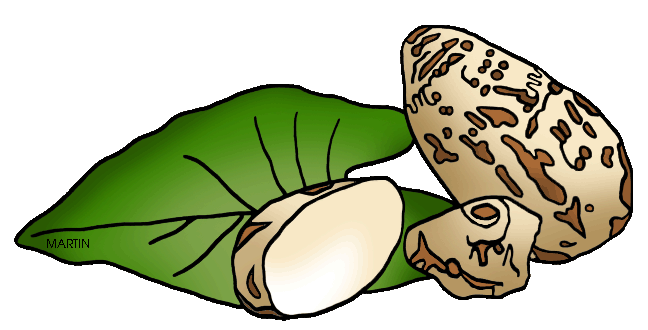 648x330 Taro Plant Cliparts 265901