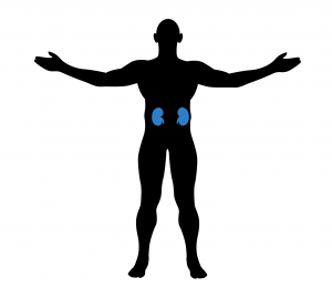 300x260 Everything You Need To Know About Your Kidneys