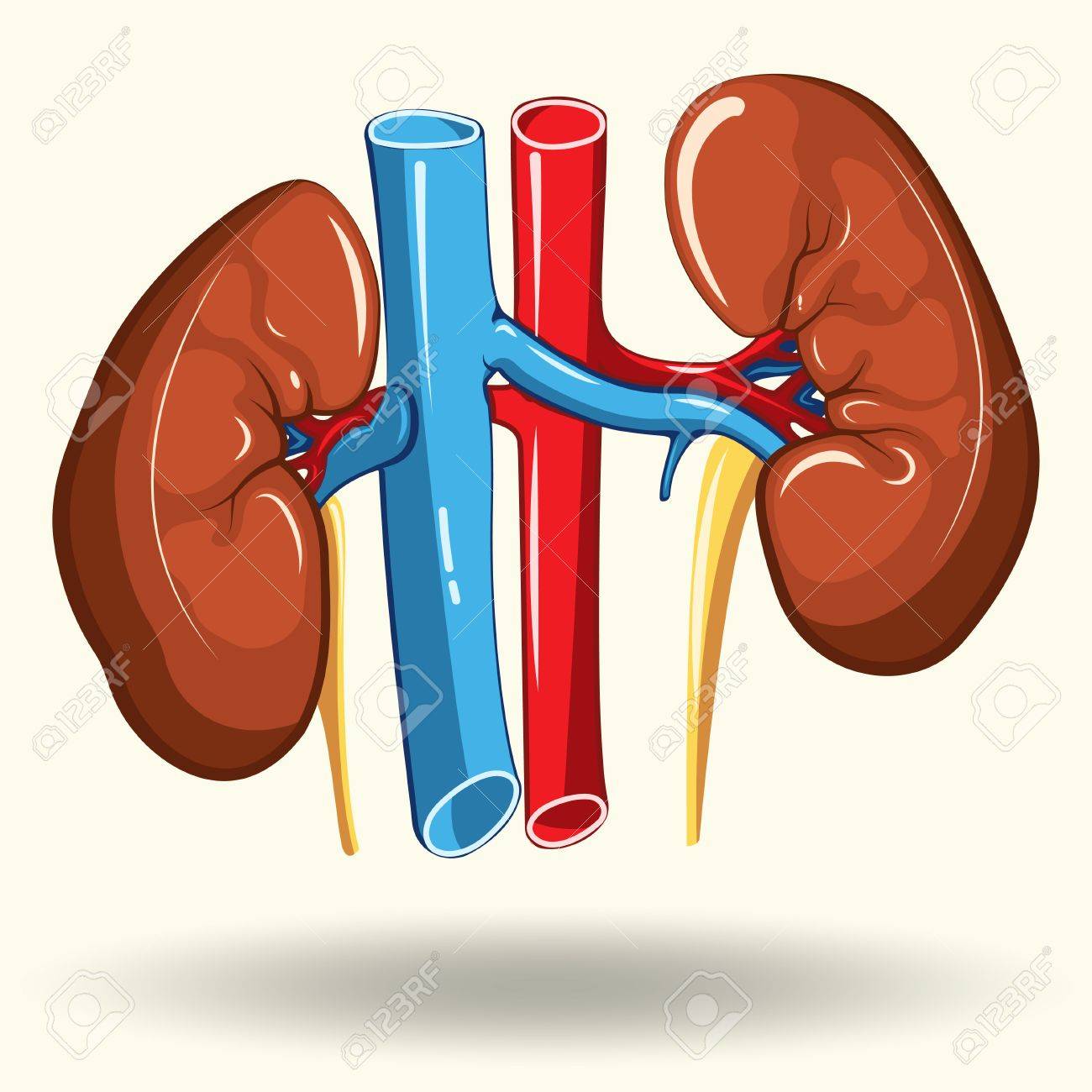 1300x1300 Human Kidneys Isolated On White Background, Cartoon Style