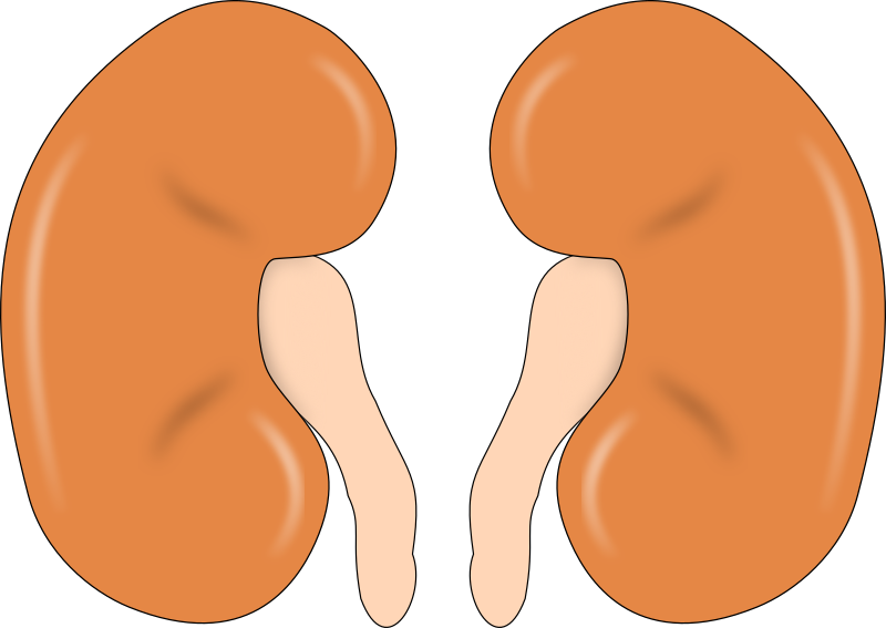 800x567 Moving Clipart Kidney