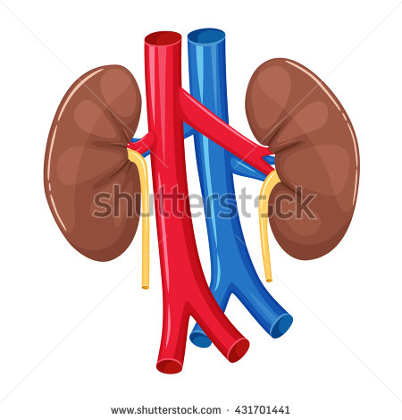 450x470 Organs Clipart Human Kidney