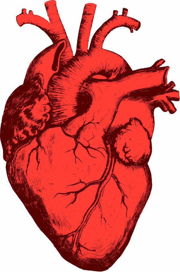 600x906 Treatment Heart Disease Clip Art Cliparts