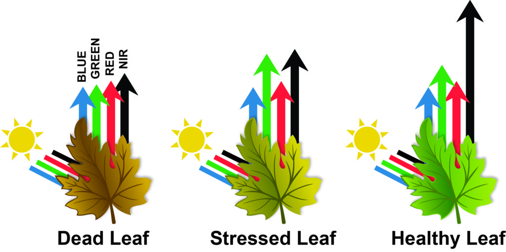 1024x511 Healthy Crop