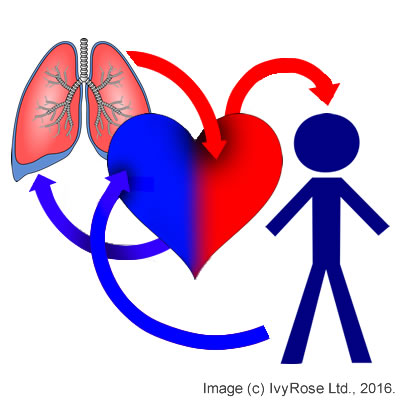 400x400 Double Circulatory Systems