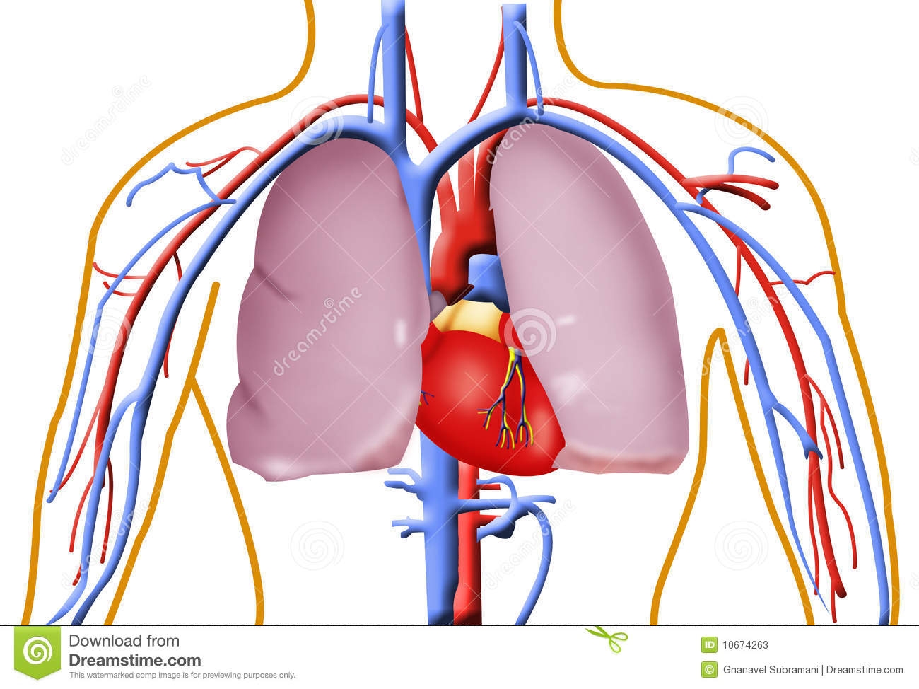 1300x974 Heart And Lung Clipart