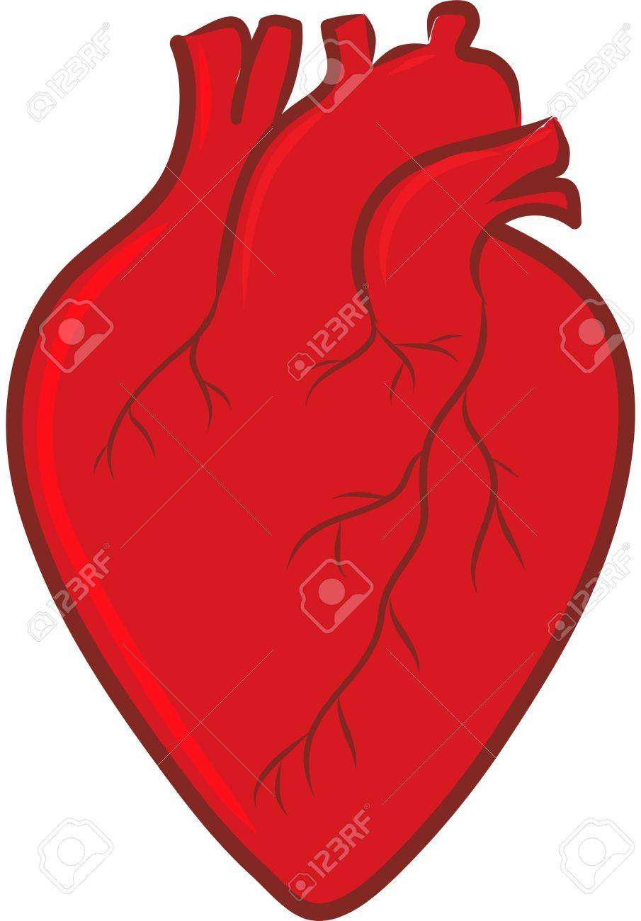 905x1300 Human Heart Anatomy Royalty Free Cliparts, Vectors, And Stock