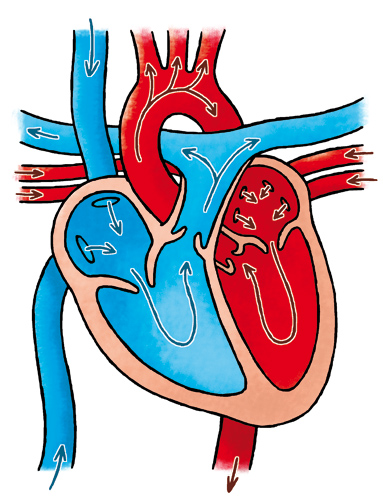 383x500 Roger Klaassen Illustratie, Strip En Cartoon Heart Amp Lungs